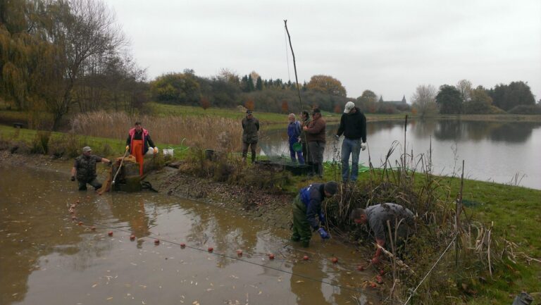 Ablassen des kleinen Teichs 2013 – Bild 14 von 14