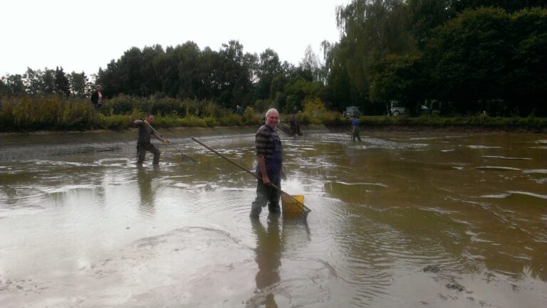 Ablassen des kleinen Teichs 2015 – Bild 2 von 8