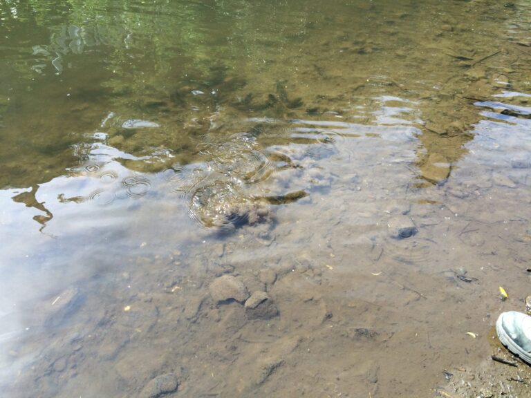 Besatz mit Bachforellen 2016