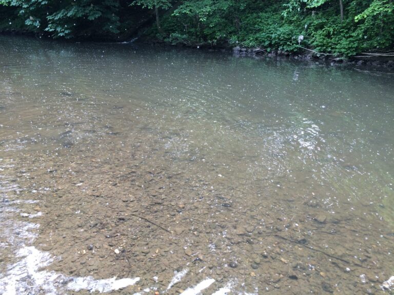 Besatz mit Bachforellen 2016 – Bild 5 von 13