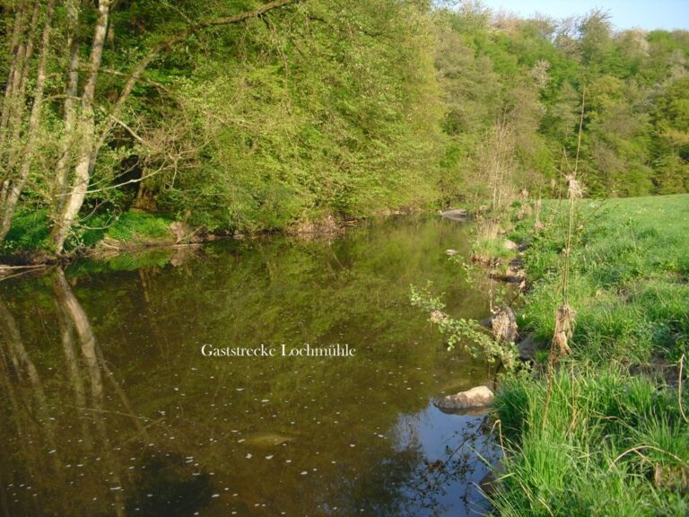 Der Elbbach in der Gaststrecke Lochmühle – Bild 8 von 15