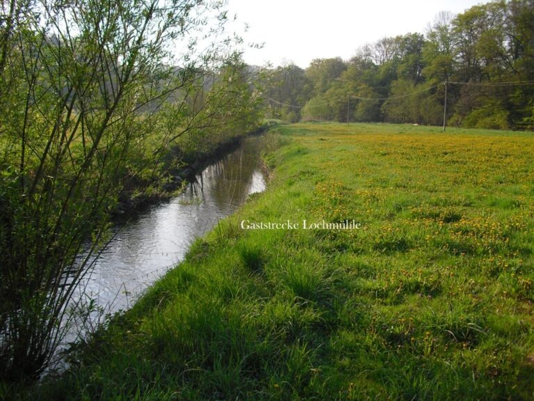 Der Elbbach in der Gaststrecke Lochmühle – Bild 10 von 15