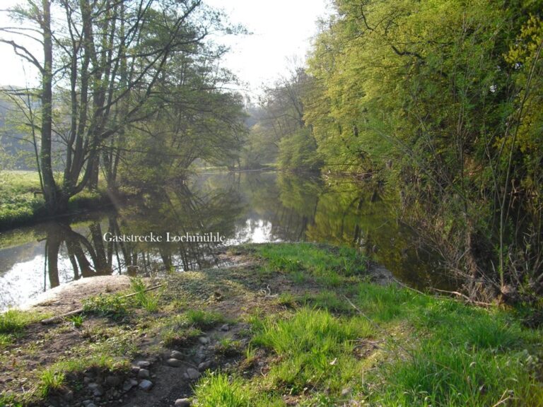 Der Elbbach in der Gaststrecke Lochmühle – Bild 12 von 15