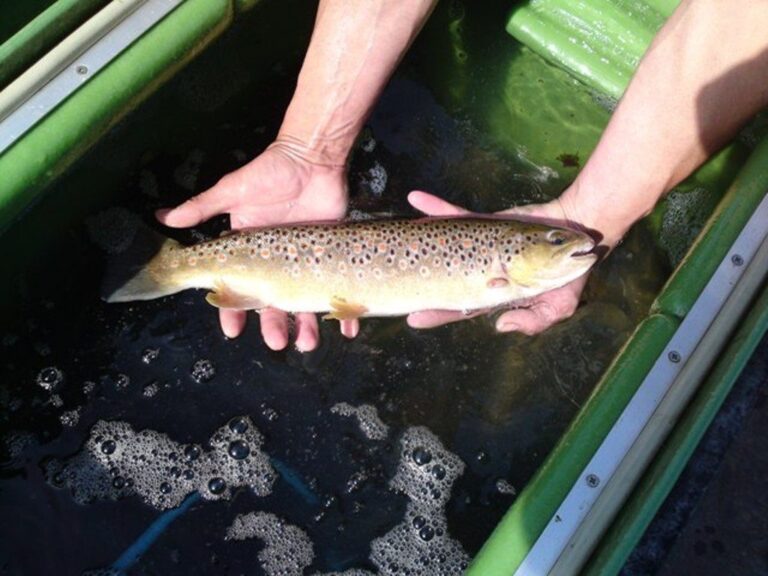 Fischbesatz am Vereinsgewässer – Bild 2 von 9