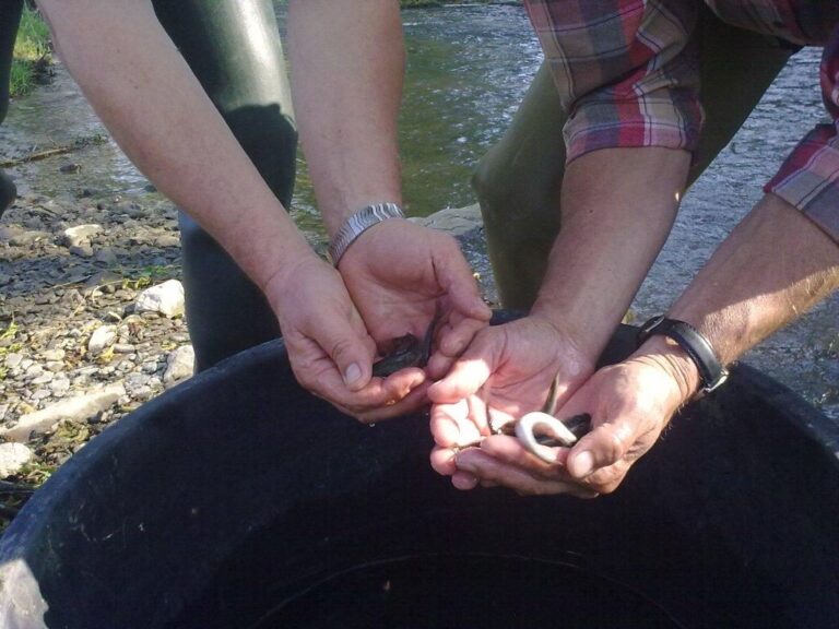 Fischbesatz am Vereinsgewässer – Bild 3 von 9