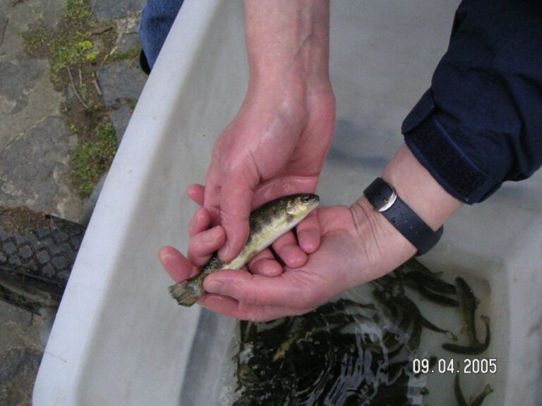 Fischbesatz am Vereinsgewässer – Bild 8 von 9